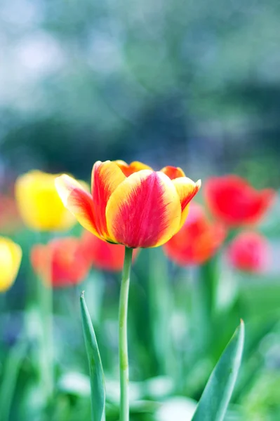 stock image Spring tulip