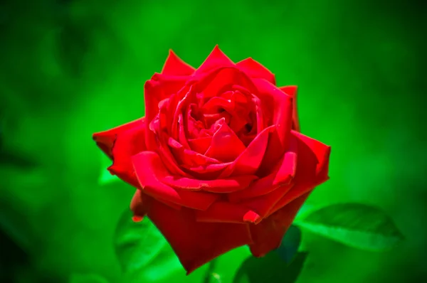 Vacker ros — Stockfoto