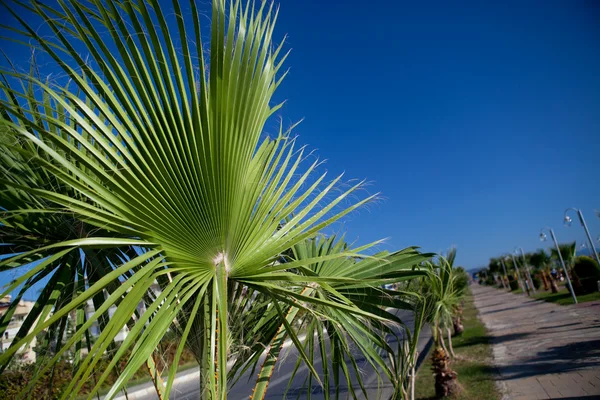 stock image Palm slip