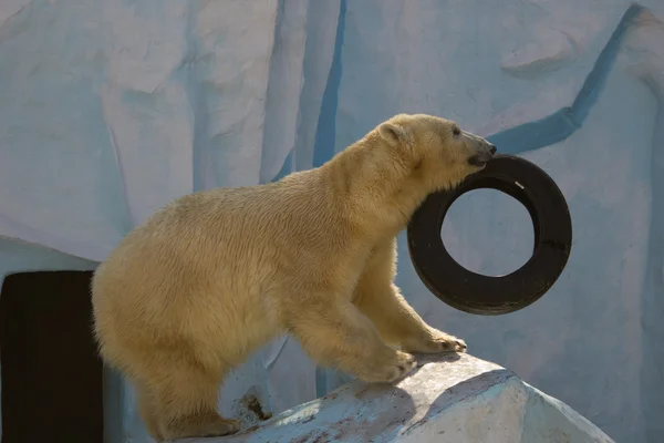Белый медведь играет с шиной — стоковое фото