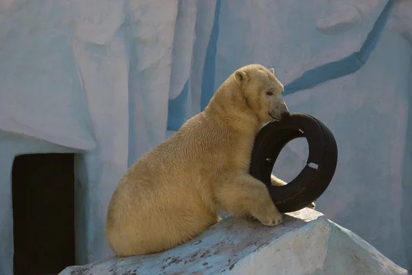 Білий ведмідь з шиною на айсберзі — стокове фото