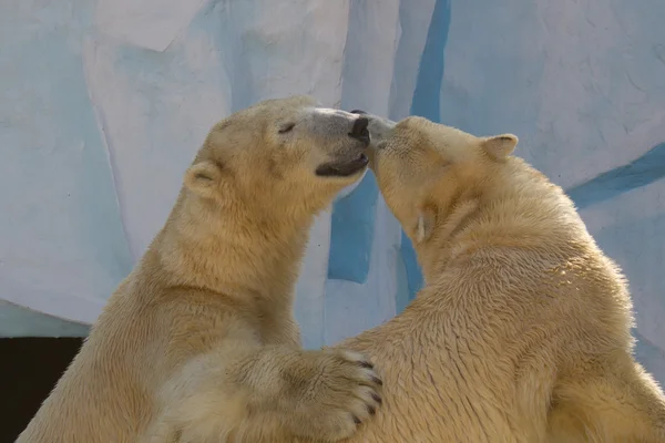 Dois ursos brancos estão se beijando — Fotografia de Stock