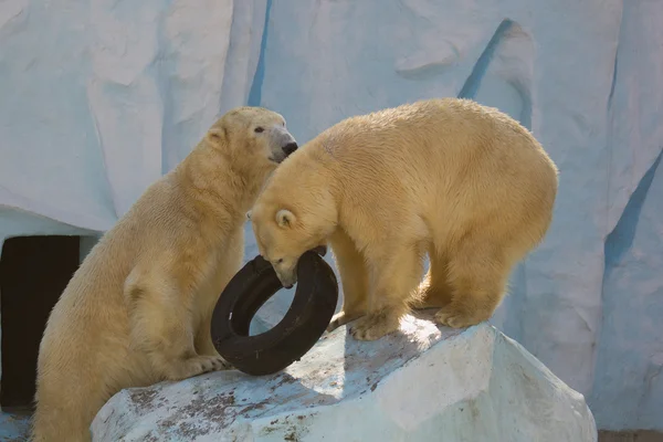 Dwa białe niedźwiedzie plaing z opon — Zdjęcie stockowe