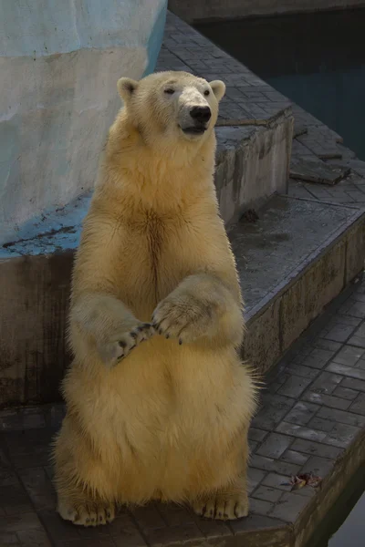 Білий ведмідь стоїть на спині лап — стокове фото