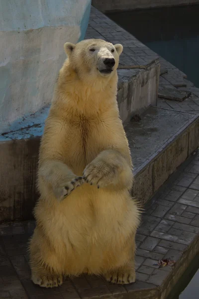 White bear stan achterop paws — Stockfoto