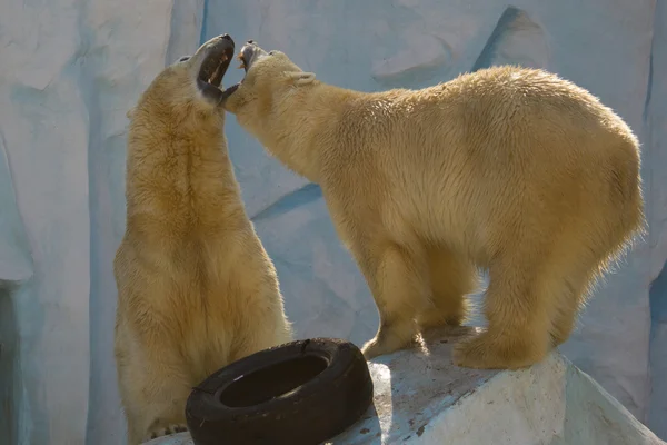 Niedźwiedź polarny ochrony jego terytorium — Zdjęcie stockowe