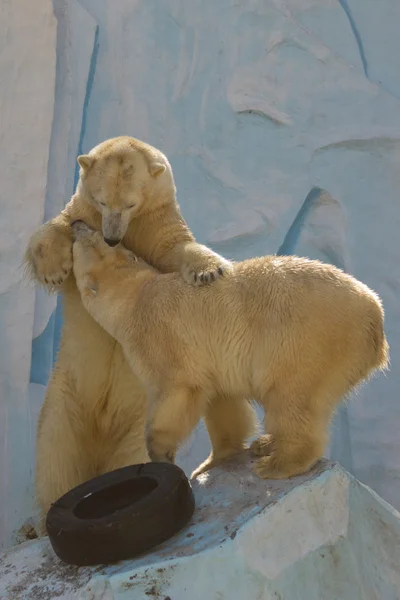 Dois ursos polares lutam por território. — Fotografia de Stock