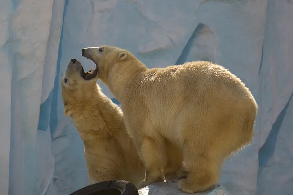 Deux ours polaires se battent au zoo — Photo