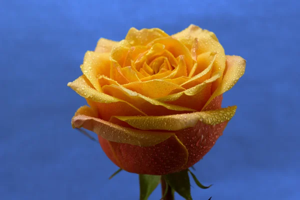 Krásy růže — Stock fotografie