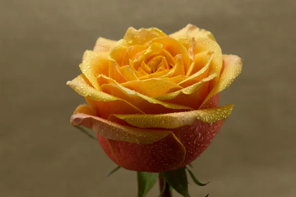 Krása oranžové růže — Stock fotografie