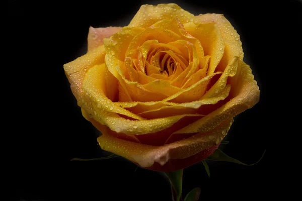Beauty rose close up — Stock Photo, Image