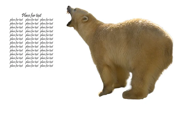Полярний ведмідь ізольовані — стокове фото