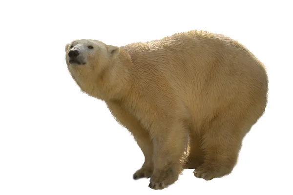 Polar bear see something ahead — Stock Photo, Image