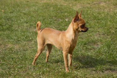 minyatür pinscher kalan kadar yaz güneş ışığı