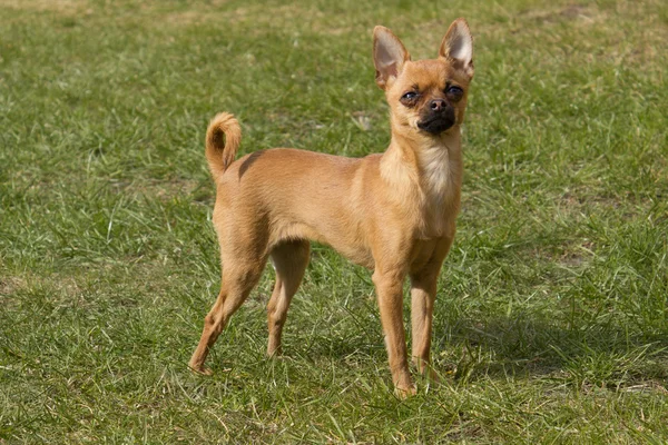 Minyatür pinscher.