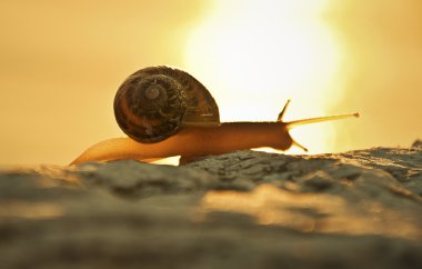 Snail sunset clipart