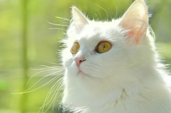 stock image White cat