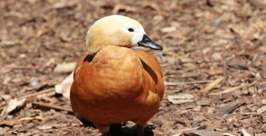 ördek - kırmızı shelduck