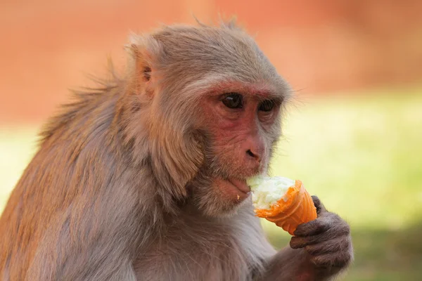 stock image Monkey Eating Ice-Cream