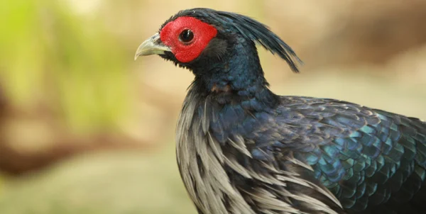 Pássaro com cabeça vermelha — Fotografia de Stock