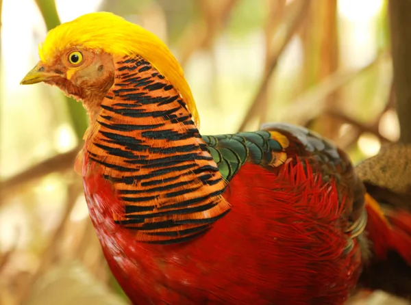 Ptak z żółtą głową — Zdjęcie stockowe