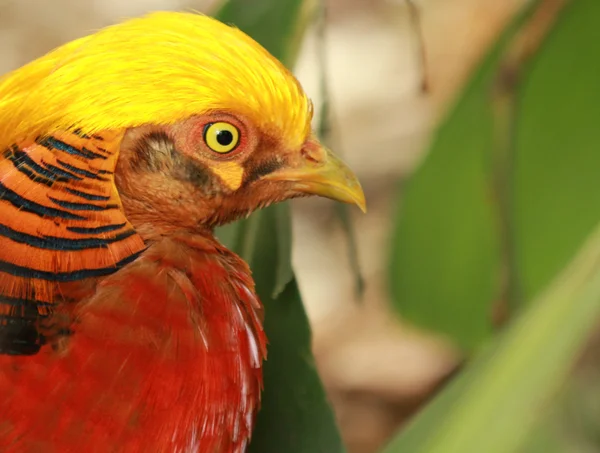 stock image Bird with Yellow head