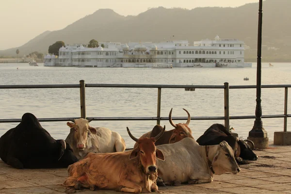 Lake paleis met koeien in de voorkant — Stockfoto