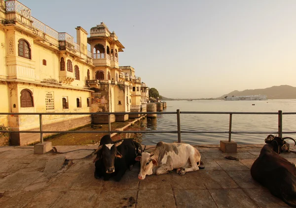 Lake Palace with Cows in front — Stock Photo, Image