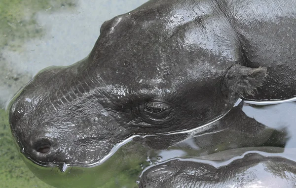 Hipopotamus — Zdjęcie stockowe