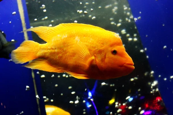 stock image Golden fish