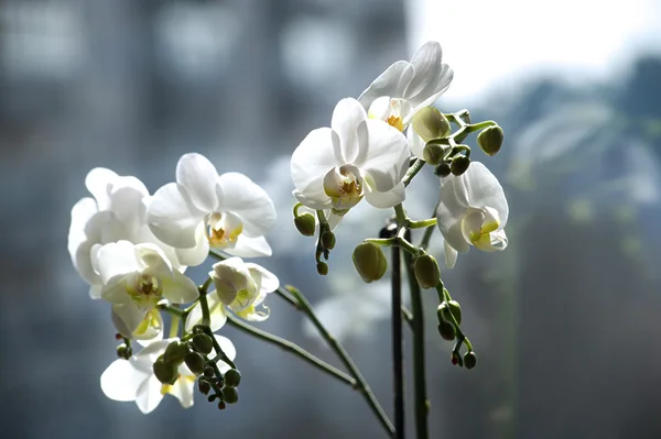 Orquídea de casa —  Fotos de Stock