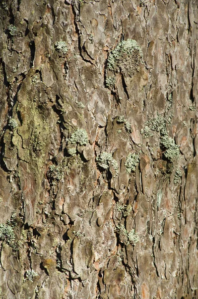 Egy fa kérgének szerkezete — Stock Fotó