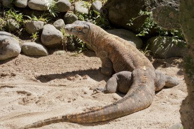 Komodo Ejderi