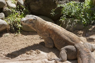 Komodo Ejderi