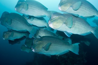 Bumphead Parrotfish clipart