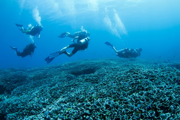 Grupo de mergulhadores — Fotografia de Stock