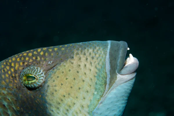 Titanudløsende fisk - Stock-foto