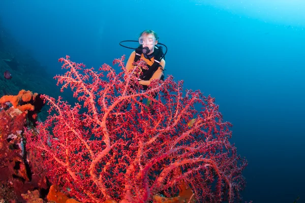 Coralli a Bali — Foto Stock