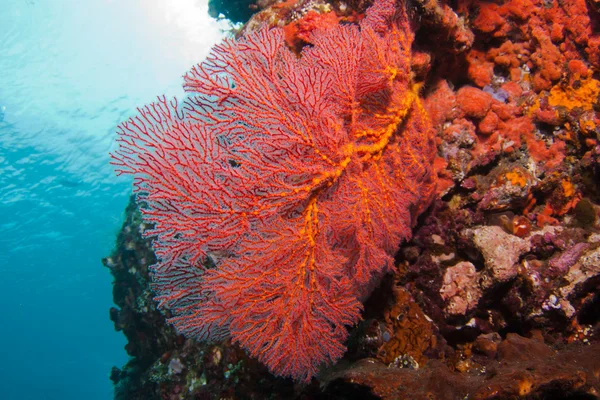 在巴厘岛的珊瑚 — 图库照片