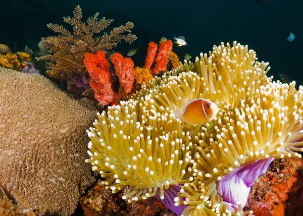 在巴厘岛的珊瑚礁 — 图库照片