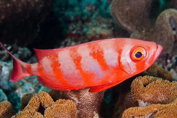 Soldierfish — стокове фото