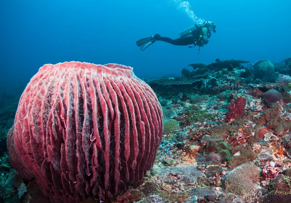 Barrel sponge and diver — Stock Photo, Image