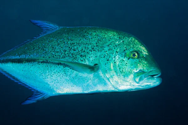 Pesce rosso trevalmente — Foto Stock