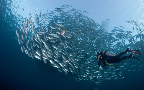 Diver with a school of Jacks — Stock Photo, Image