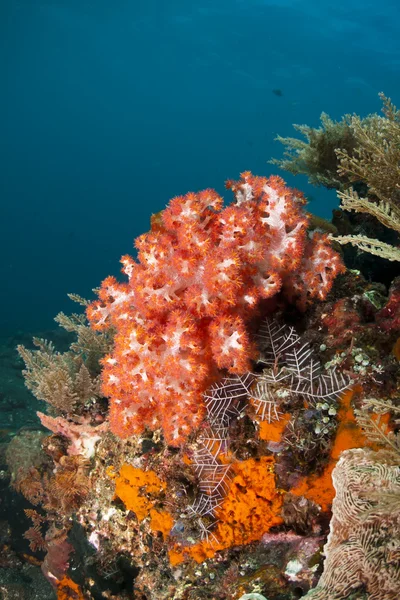 Coral macio vermelho — Fotografia de Stock