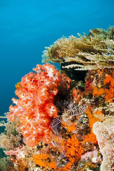 Coral macio vermelho — Fotografia de Stock