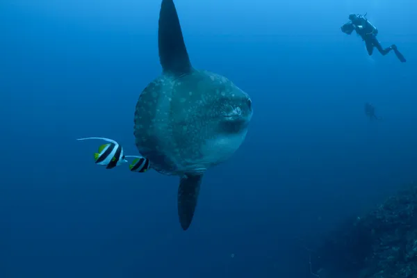 Měsíčníka, bannerfish a potápěči — Stock fotografie