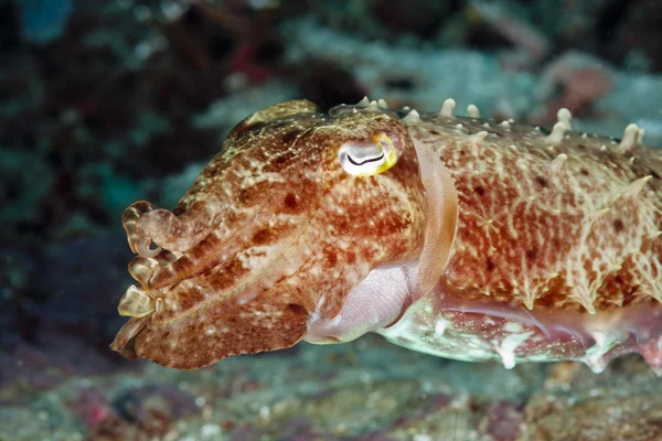 stock image Bali Squid