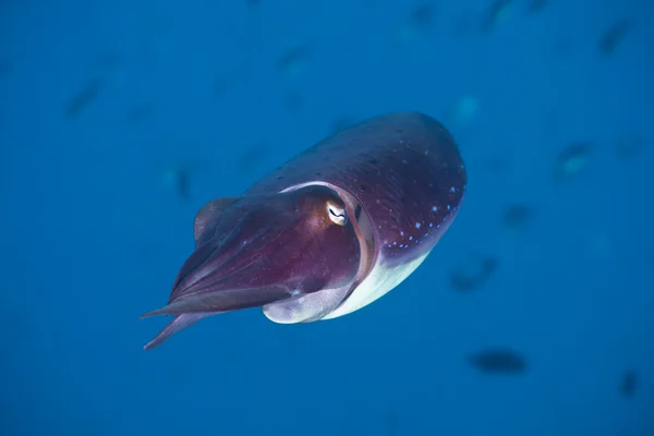 Bali Squid — Stockfoto