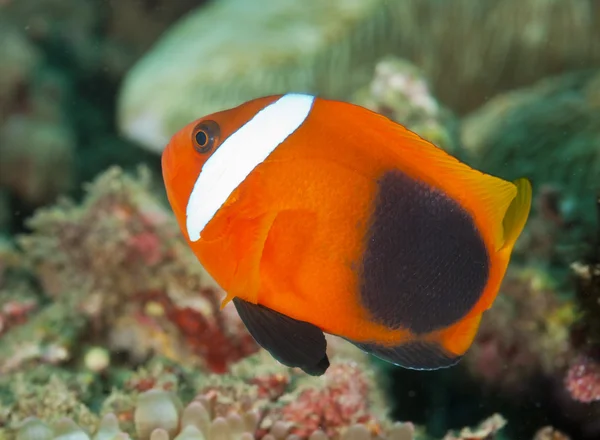 Tomaat anemonefish — Stockfoto